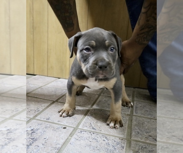 Full screen Photo #1 American Bully Puppy For Sale in EGG HARBOR CITY, NJ, USA