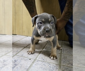 American Bully Puppy for Sale in EGG HARBOR CITY, New Jersey USA