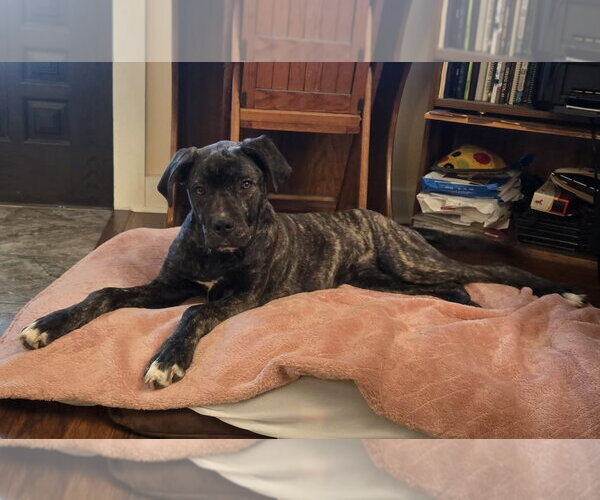 Medium Photo #9 Mastiff-Unknown Mix Puppy For Sale in Germantown, OH, USA