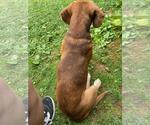 Small #7 Beagle