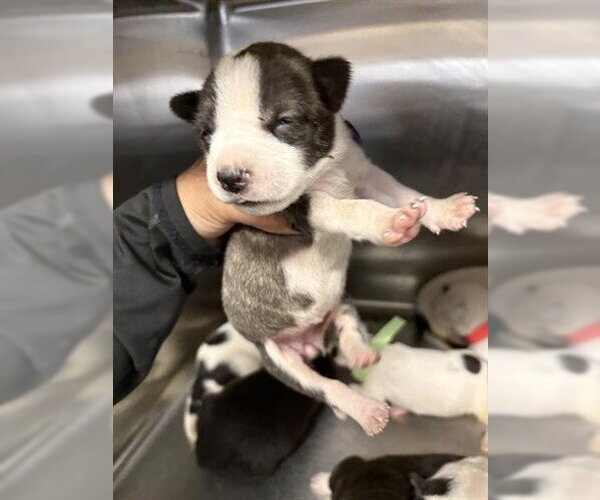 Medium Photo #1 Mutt Puppy For Sale in Houston, TX, USA