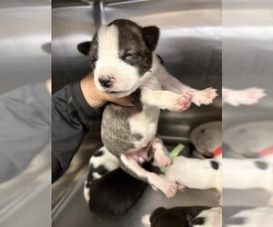 Mutt Dogs for adoption in Houston, TX, USA