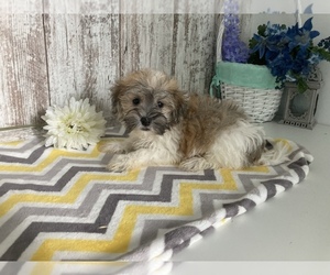 Havanese Puppy for sale in SHILOH, OH, USA