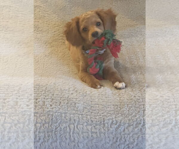 Medium Photo #3 Bichon Frise Puppy For Sale in Brooklyn Center, MN, USA