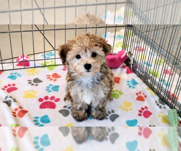 Medium Photo #7 Morkie Puppy For Sale in ORO VALLEY, AZ, USA