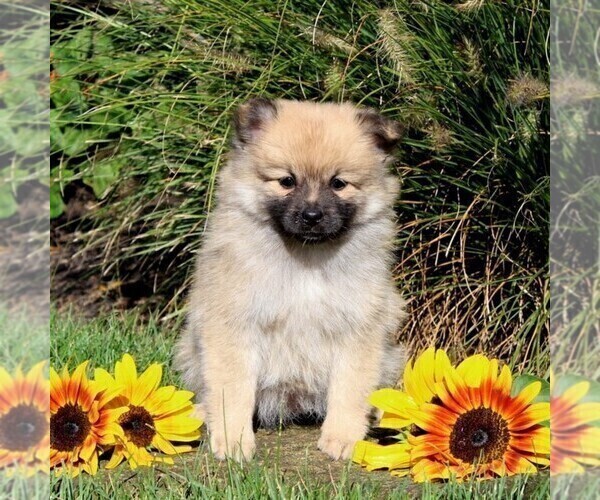 Medium Photo #3 Pomeranian Puppy For Sale in PARADISE, PA, USA