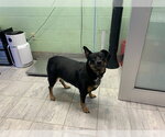 Small Rottweiler Mix