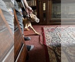 Small #18 Great Dane