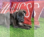 Small #5 Catahoula Leopard Dog