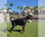 Small Photo #1 Doberman Pinscher Puppy For Sale in FORT LAUDERDALE, FL, USA