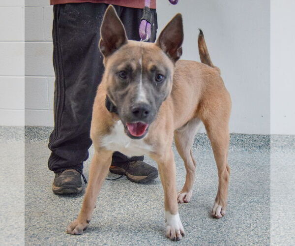 Medium Photo #5 American Staffordshire Terrier-Unknown Mix Puppy For Sale in Huntley, IL, USA