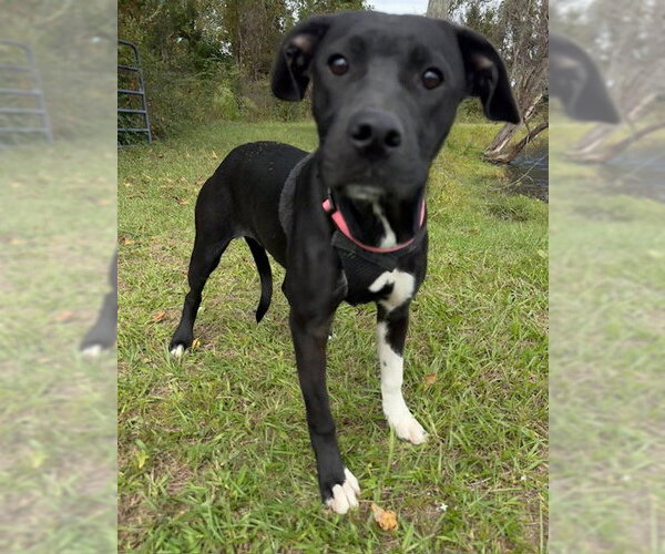 Medium Photo #1 Mutt Puppy For Sale in Tarrytown, GA, USA