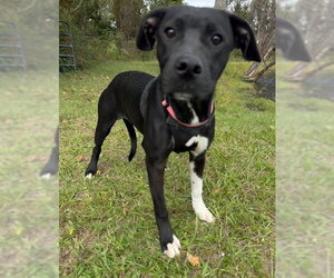 Molly - Female Mutt Dog for Adoption