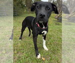 Molly - Female Mutt Dog for Adoption - Small photo