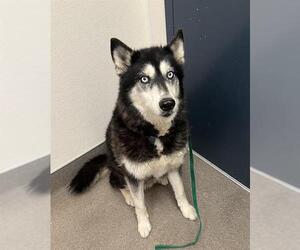 Alaskan Malamute Dogs for adoption in HESPERIA, CA, USA