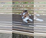 Small Photo #1 Pembroke Welsh Corgi Puppy For Sale in SPENCER, TN, USA