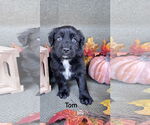 Small #1 Labrador Retriever Mix