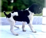 Small Photo #10 German Shorthaired Pointer Puppy For Sale in CORBIN, KY, USA