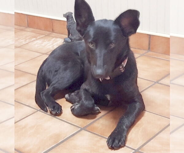 Medium Photo #2 Mutt Puppy For Sale in Camden, SC, USA