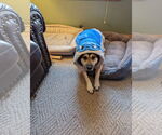 Small #2 German Shepherd Dog Mix