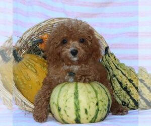 Cavapoo Puppy for sale in THORP, WI, USA