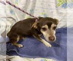Small Chihuahua Mix