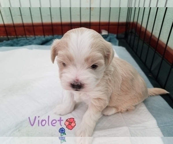 Medium Photo #5 Maltipoo (Miniature) Puppy For Sale in BROOKFIELD, MO, USA