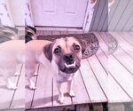 Small #2 Pug Mix