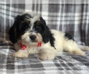 Cavapoo Puppy for sale in LAKELAND, FL, USA