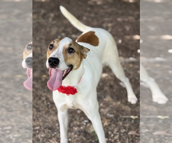 Medium Photo #1 Lab-Pointer Puppy For Sale in Phoenix, AZ, USA