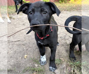 Bijou - Female Shepradors Dog for Adoption - Photo #4