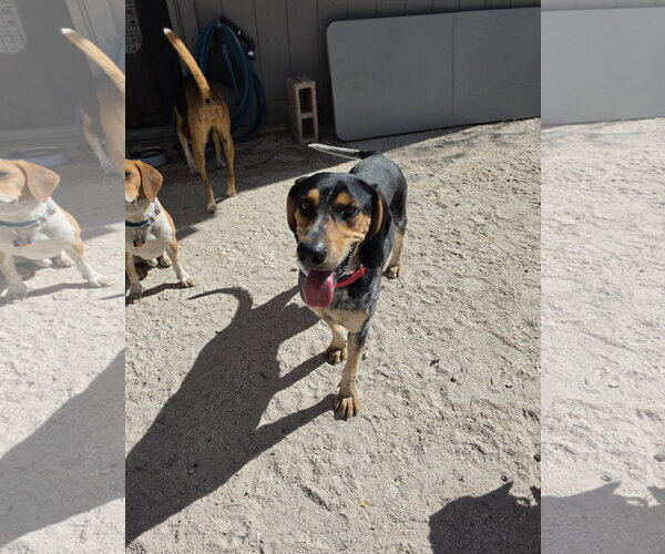 Medium Photo #4 Coonhound Puppy For Sale in Las Vegas, NV, USA