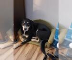 Small #5 Labrador Retriever Mix
