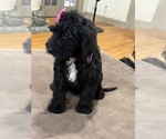 Small Photo #26 Saint Berdoodle Puppy For Sale in DINWIDDIE, VA, USA