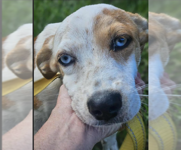 Medium Photo #6 Australian Shepherd-Jack Russell Terrier Mix Puppy For Sale in Cranston, RI, USA