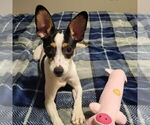 Small #2 Rat Terrier Mix