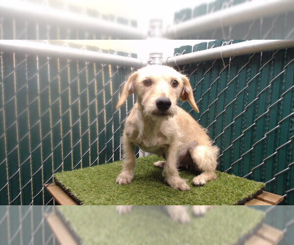 Medium Photo #1 Mutt Puppy For Sale in Downey, CA, USA