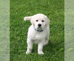 Small #1 English Cream Golden Retriever