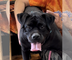 Chili Pepper - Female Bulldog Dog for Adoption - Photo #2
