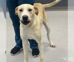 Small #1 Labrador Retriever-Retriever  Mix