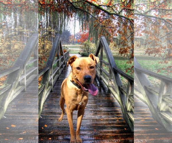 Medium Photo #5 Rhodesian Ridgeback-Unknown Mix Puppy For Sale in Decatur, GA, USA
