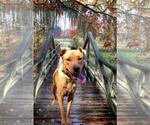 Small #4 Rhodesian Ridgeback Mix