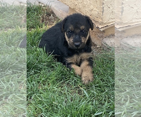 Medium Photo #3 Airedale Terrier Puppy For Sale in SIERRA VISTA, AZ, USA