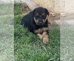 Litter of 5 - Male(s) and Female(s) Airedale TerrierLitter of Puppies for Sale - Photo #3