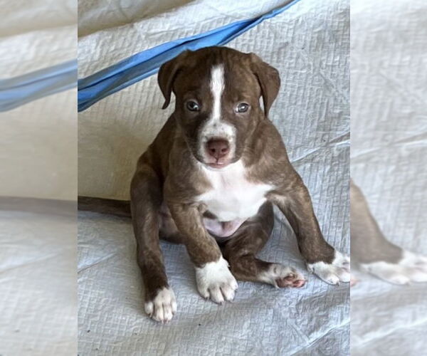Medium Photo #16 American Staffordshire Terrier-Labrador Retriever Mix Puppy For Sale in Dana Point, CA, USA