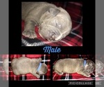 Small Photo #4 American Bully Puppy For Sale in MILLVILLE, NJ, USA