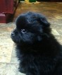 Small Photo #2 Pomeranian Puppy For Sale in CLYDE, NC, USA