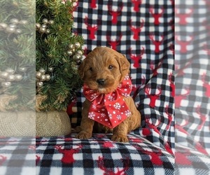 Goldendoodle (Miniature) Puppy for sale in LINCOLN UNIV, PA, USA
