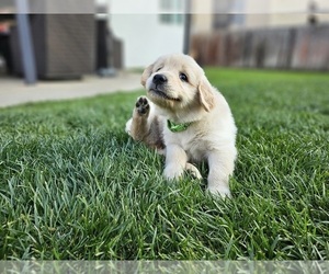 Golden Retriever Puppy for Sale in SAN DIEGO, California USA