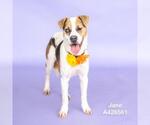 Small #1 Labrador Retriever Mix
